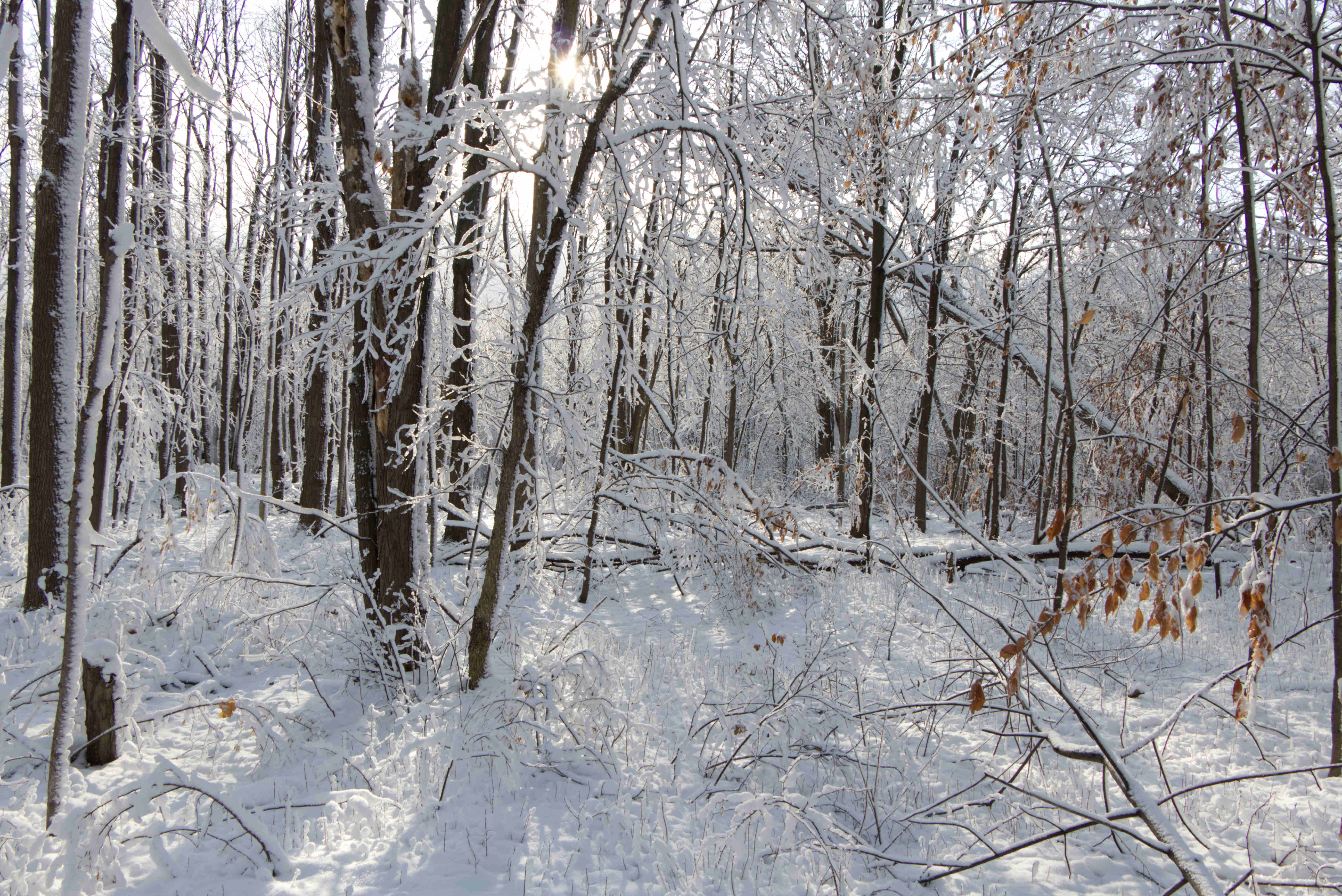 Snow Trees small file.jpg
